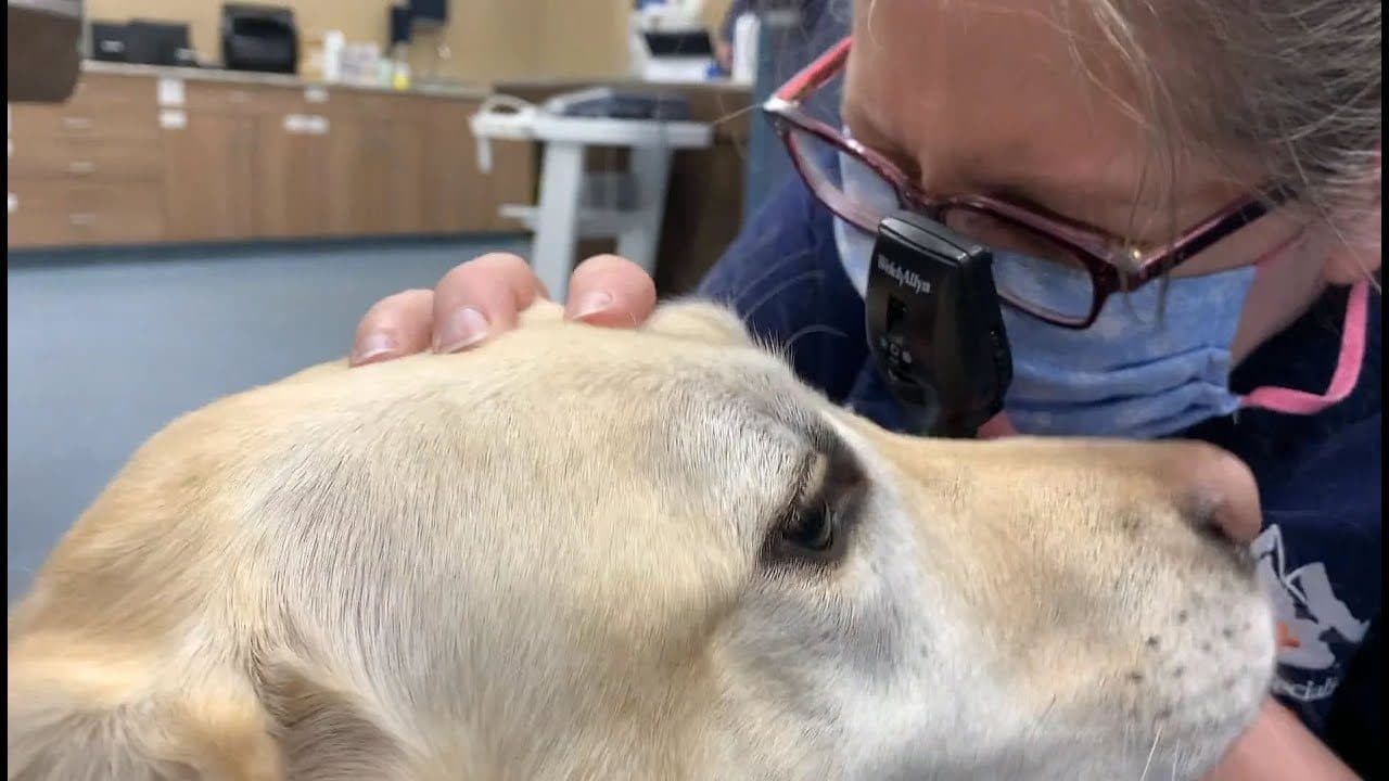 Veterinary Specialists of the Rockies